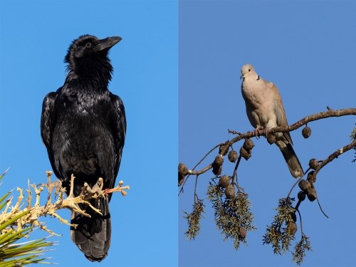 a black raven standing on a joshua tree and a grey dove standing on a branch