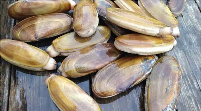 razor-clams_NOAA_web A pile of razor clams.