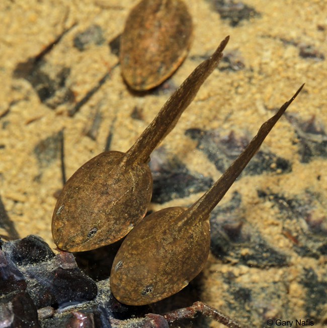 Two brown, speckled tadpoles.
