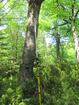 Microphone and recording device attached to a tree in a forest.