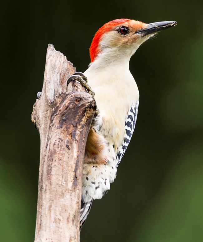 A red-headed, white-breasted, black and white winged woodpecker perched on a dead branch.