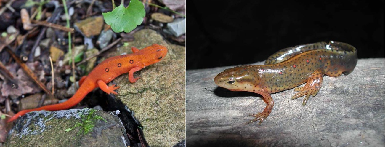 Two photos of red spotted newts. Juvenile red eft on left is land based and adult on right is aquatic.