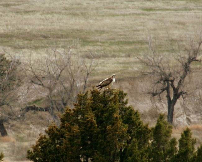 a red-tailed hawk sits atop the branches of a juniper