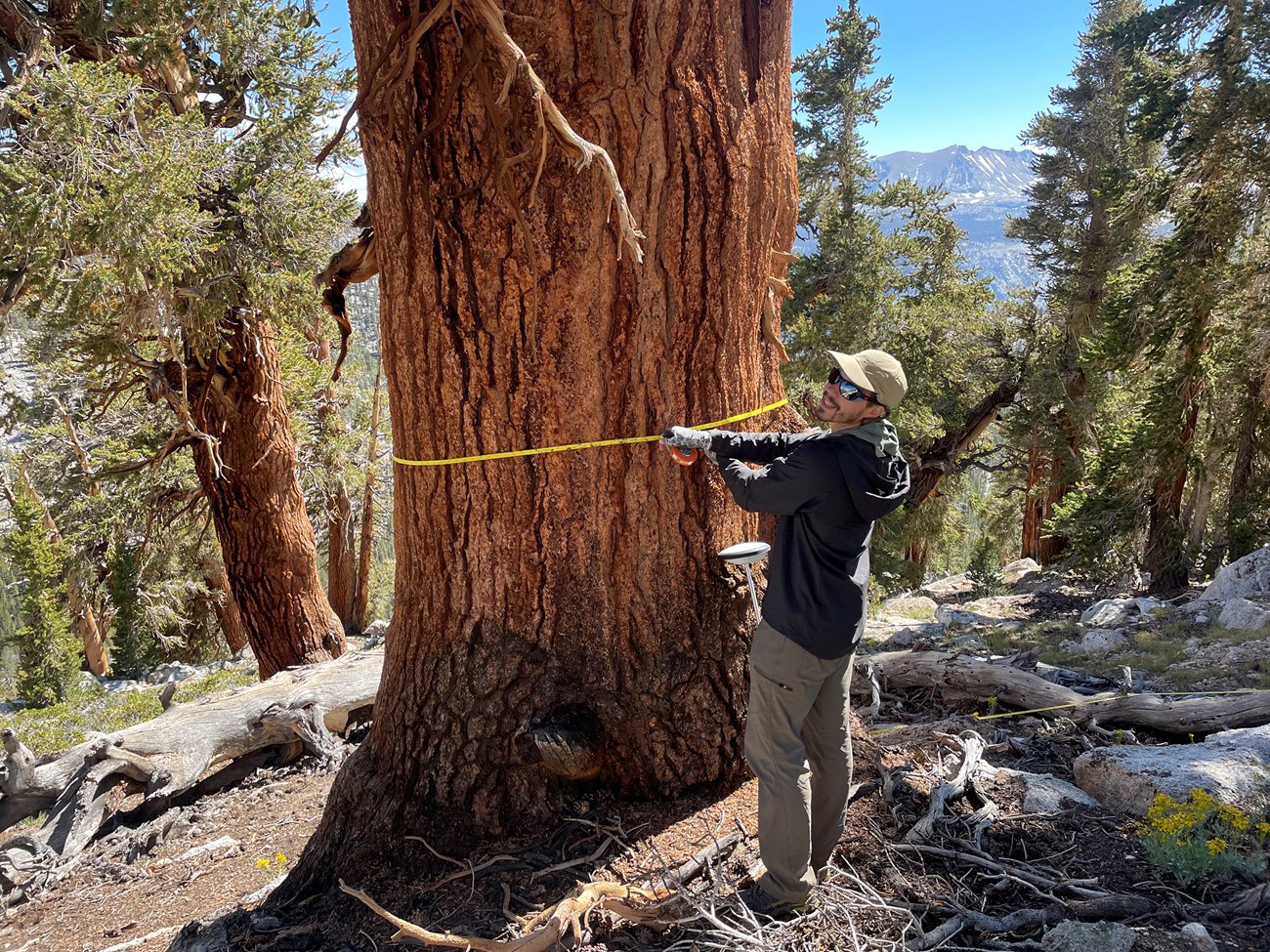 Measuring diameter of a large foxtail pine Field scientist stretches a diameter tape around a very large tree.