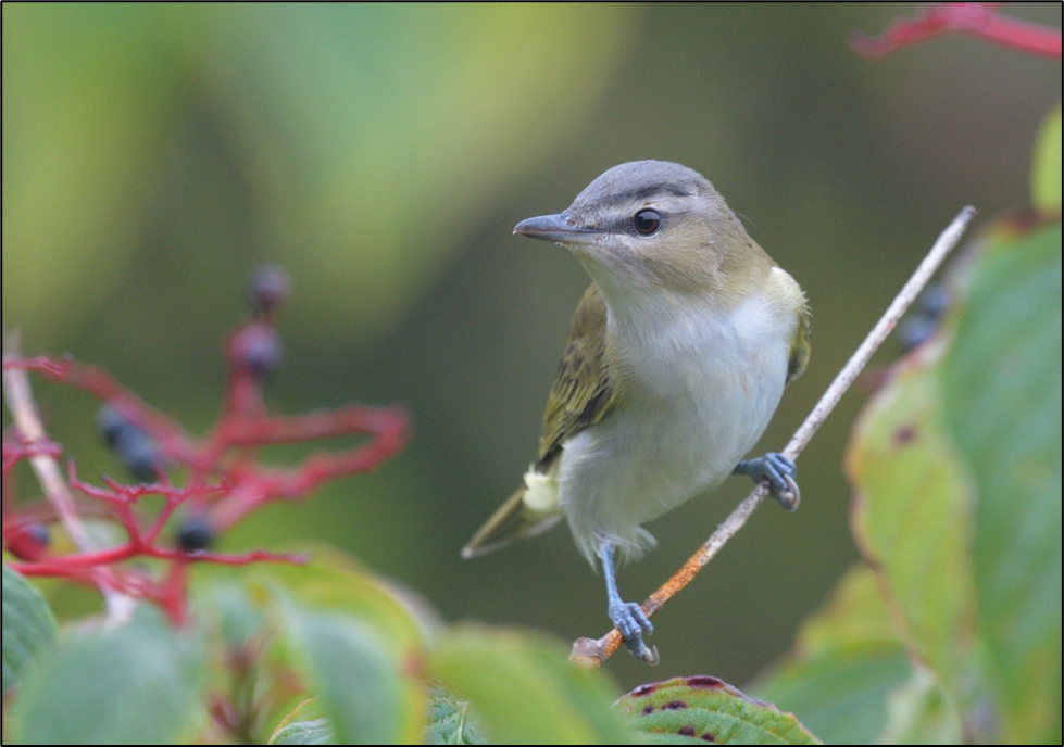 A small pale-breasted bird perched on a twig. A small pale-breasted bird perched on a twig.