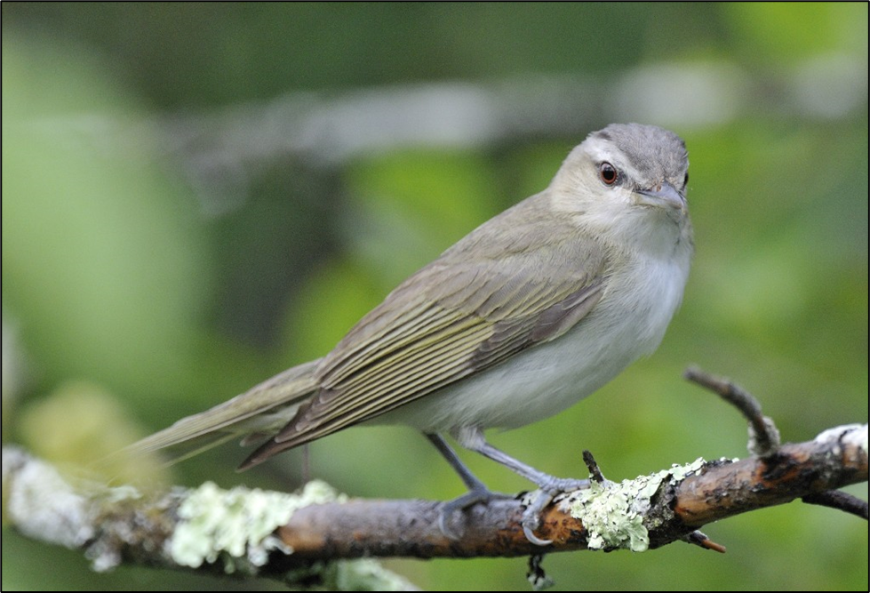 A gray colored bird with red eyes is perched on a lichen covered branch. A gray colored bird with red eyes is perched on a lichen covered branch.