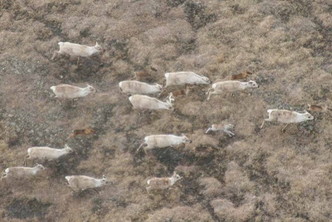 Caribou and their calves.