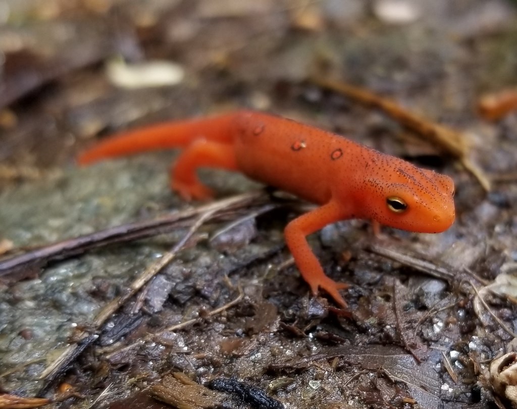 Bright orange salamander walks across the ground