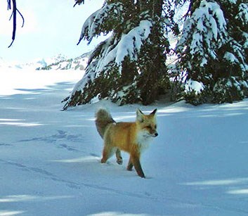 Red fox in Yosemite National Park Red fox walking through snow under conifer trees.