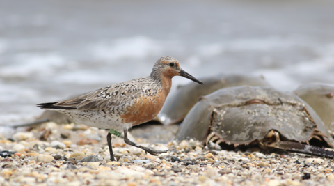 Red knot and horseshoe crabs A red knot walks on a beach alongside several horseshoe crabs.