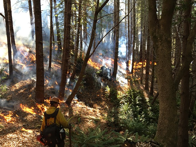 A firefighter holds a driptorch in a forest with small flames climbing a hill.