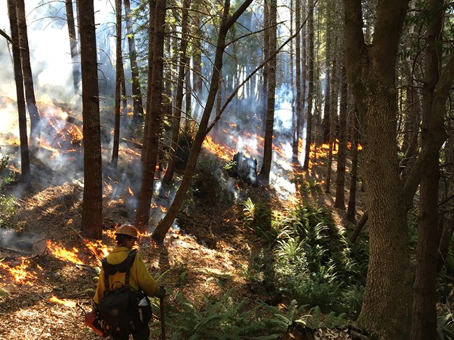 Lower Airstrip Redwood prescribed fire A firefighter holds a driptorch in a forest with small flames climbing a hill.