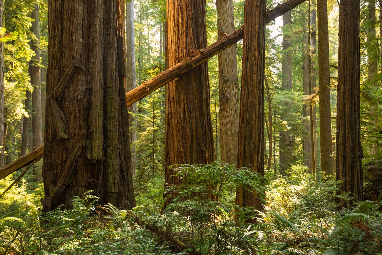 Trunks of large and small redwood trees.