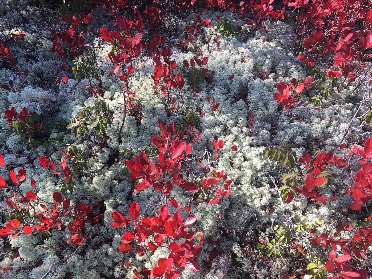 light green fruticose lichen amid red leaves