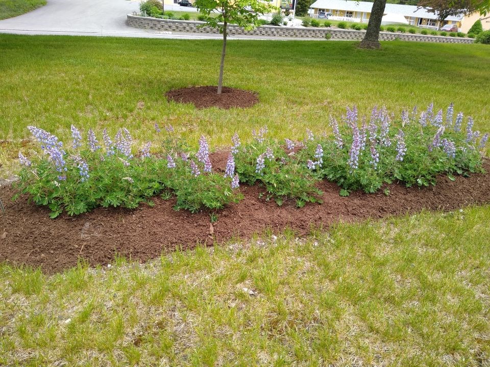sundial lupines planted in a garden