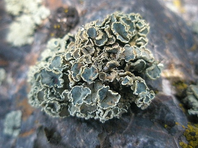 Rhizoplaca melanophthalma a species of lichen