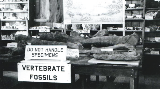 rich_figure_1 Black and white historic photo of a museum collection.