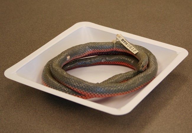 Recently found Ringneck snake.