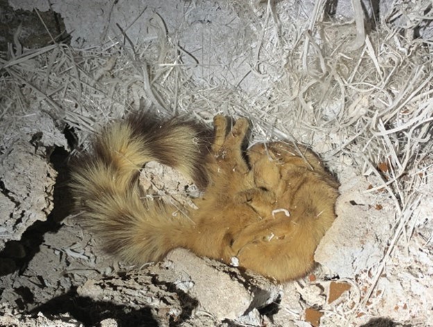 ringtail Photo of dead ringtail