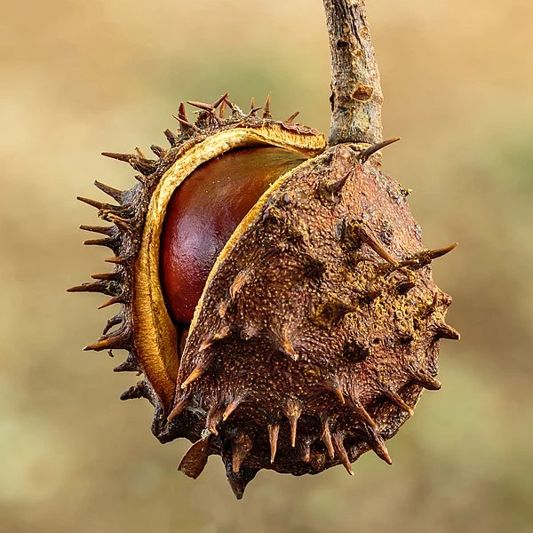 ripe fruit-horsechesnut brown spiky circular fruit