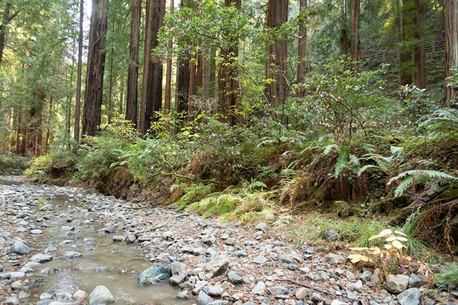 Redwood Creel after riprap removal