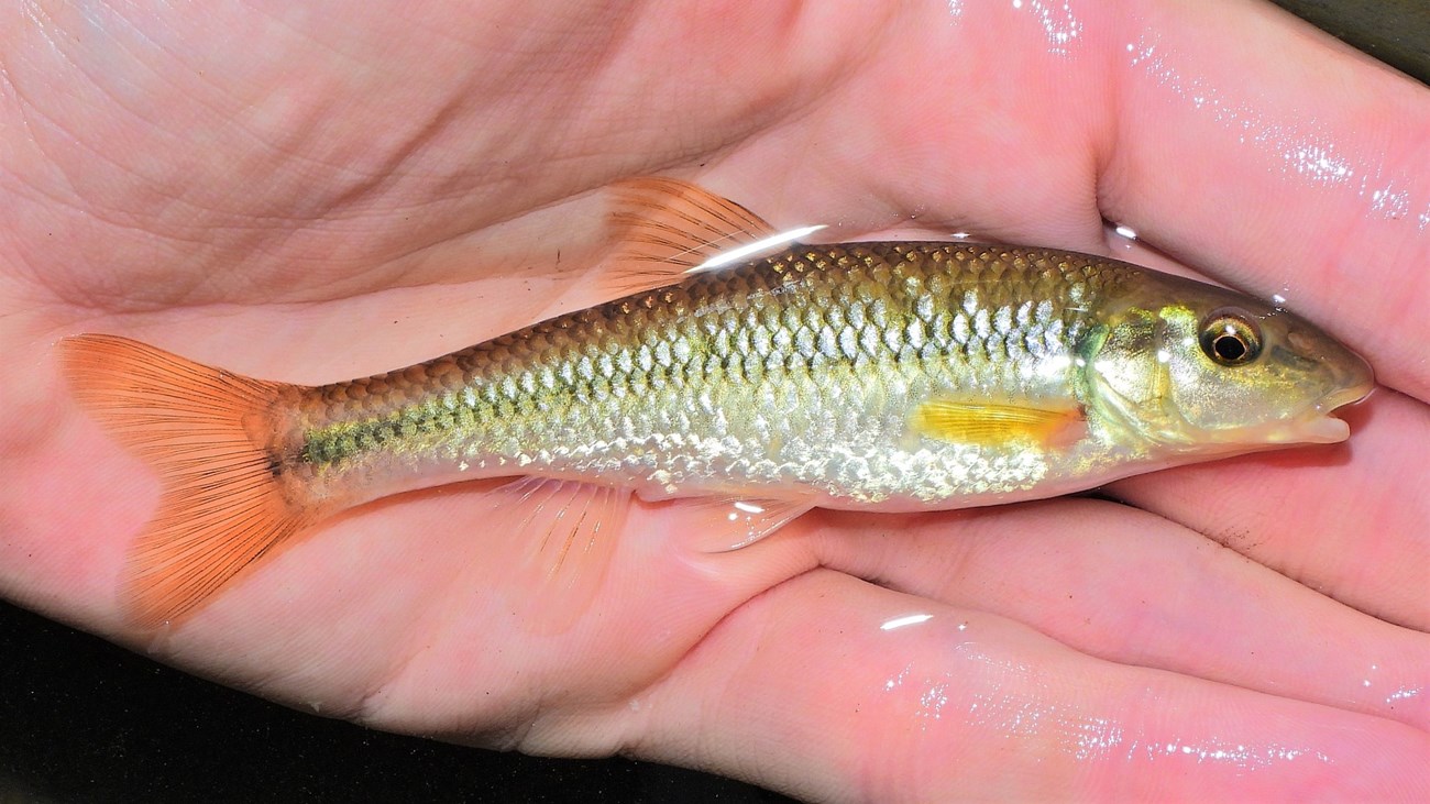 A shiny gray and green fish with orange fins lays in a person's hand