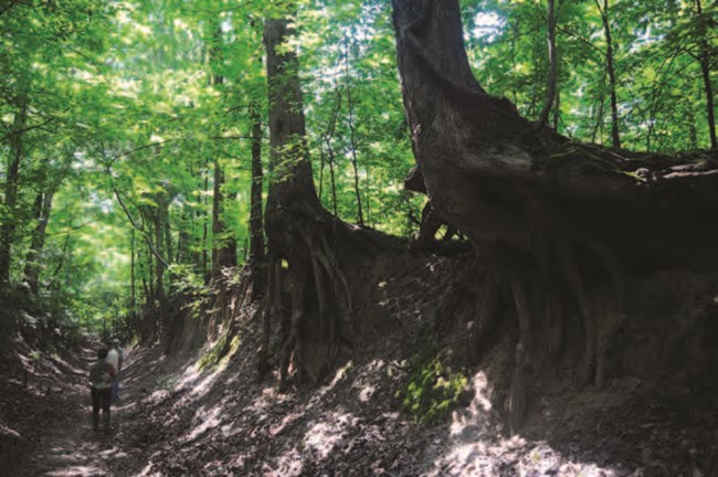 A worn swale below trees that line a road.