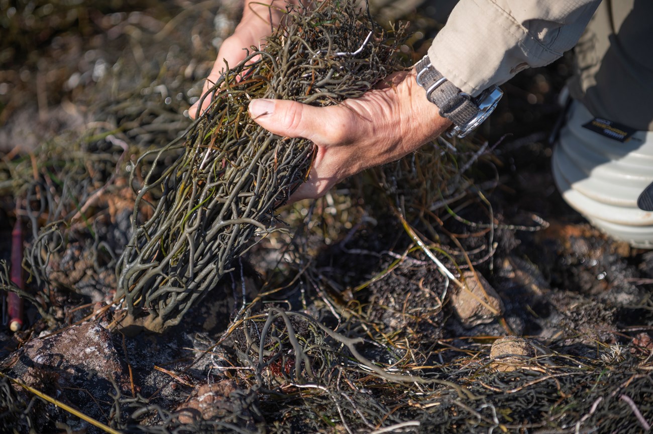 A closeup shot of a pair of hands holding rockweed.