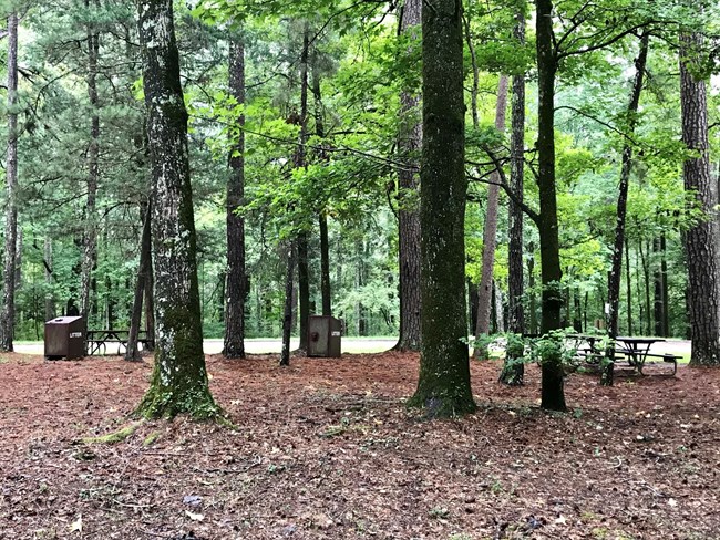 An unoccupied campsite under green trees with brown leaves on the ground.