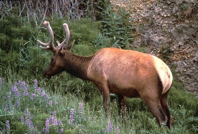 Roosevelt elk grazing in Prairie Creek Redwoods State Park