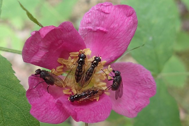 flies in the center of a pale pink rose
