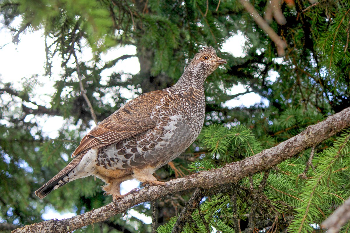 Chunky ruffed grouse with reddish brown and white mottling and streaking, a head crest and a dark tail band, walking on a branch.
