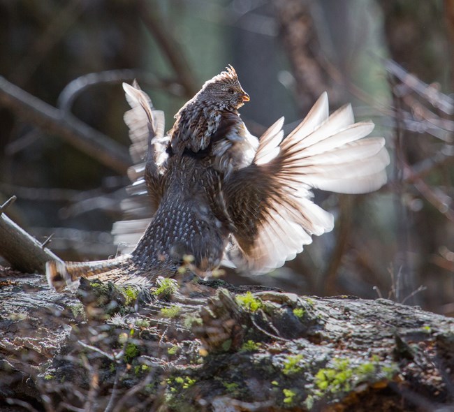Grouse standing upright on a log with wings in motion and head crest raised. Tail is flattened against the log.