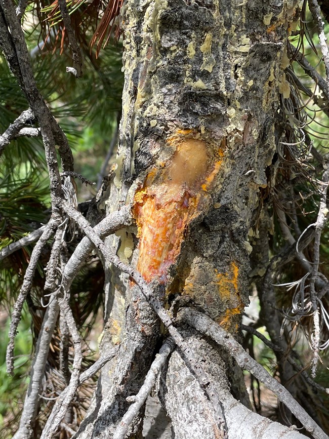 Chewed bark of a pine tree, with orange coloration under the bark.