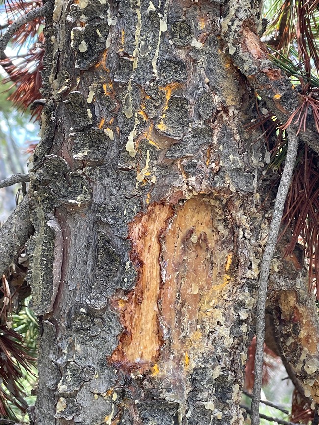 Pine tree trunk with sap globs, orange fungus under bark, and a large chewed area.
