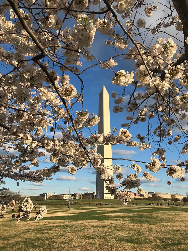 Cherry trees on Washington Monument Grounds Cherry trees on Washington Monument Grounds