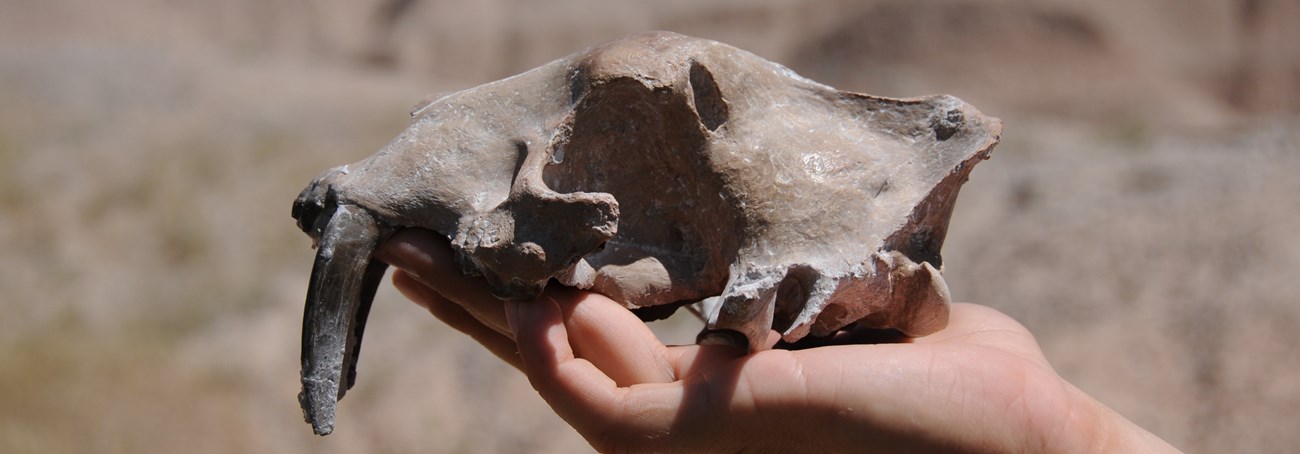 a human hand holds a skull with long saber teeth in front of badlands formations.