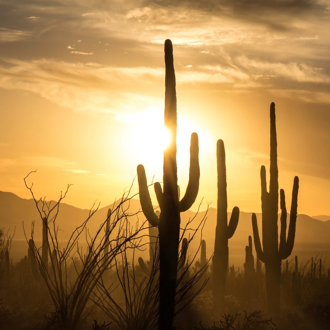 silhouettes of saguaros and ocotillos stand out against the bright sun
