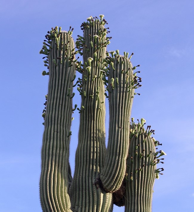 a multitude of flowers bloom from the top and arms of a saguaro cactus