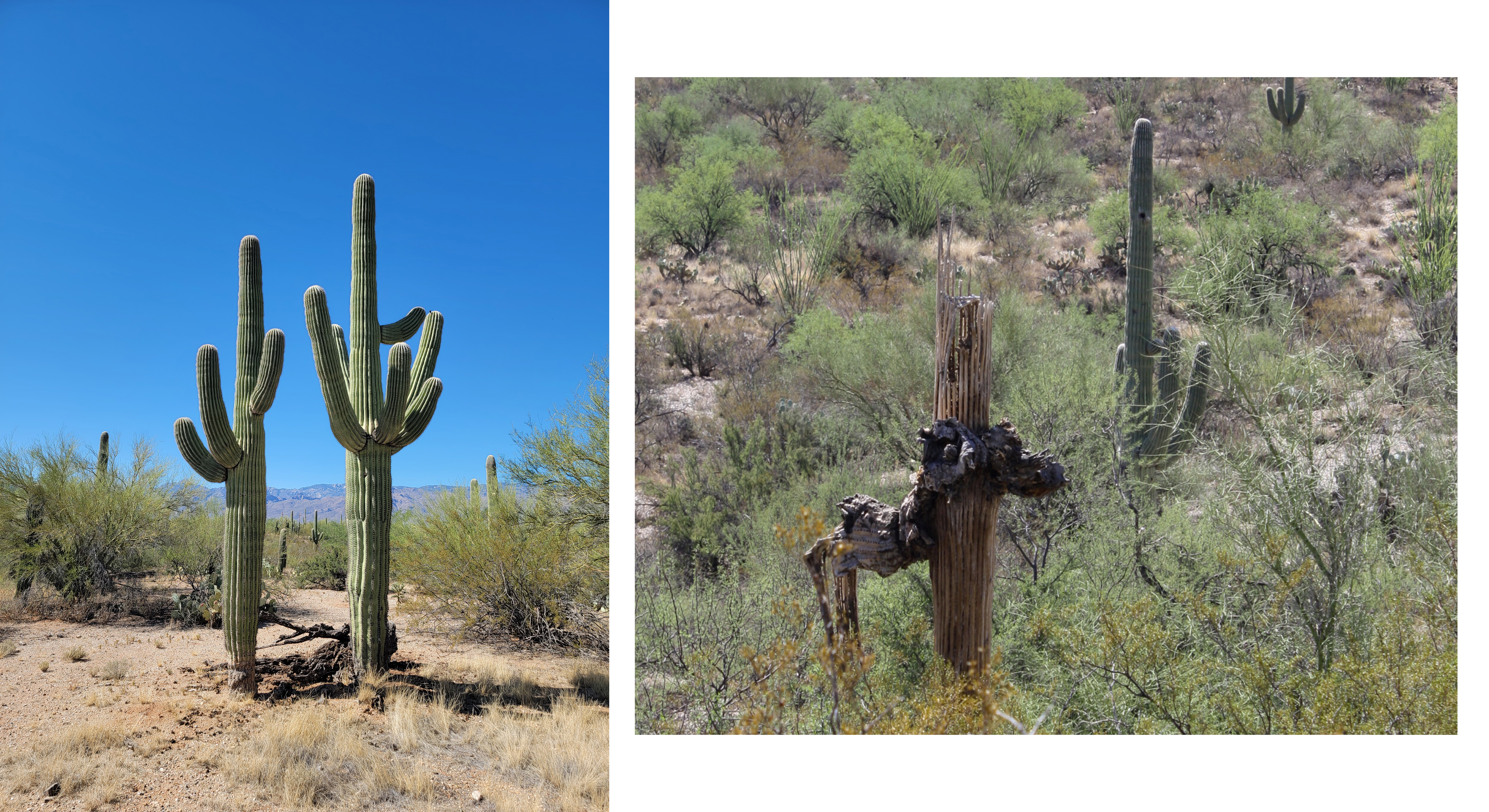 Two photos of saguaro cacti. The first is a full-plant shot, showing large saguaro cacti standing firmly in the ground. The second shows a dead saguaro that has had the flesh fall off, revealing the woody structure underneath. Two photos of saguaro cacti. The first is a full-plant shot, showing large saguaro cacti standing firmly in the ground. The second shows a dead saguaro that has had the flesh fall off, revealing the woody structure underneath.