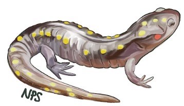 Illustration of a spotted salamander. A dark amphibian with yellow spots. Illustration of a spotted salamander. A dark amphibian with yellow spots.