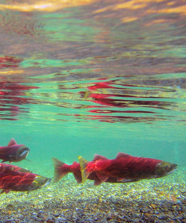 Deep red sockeye salmon in turquoise blue water.