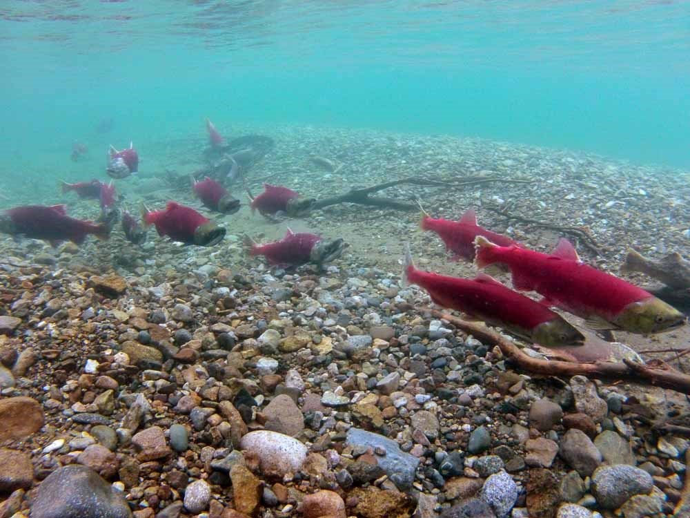 salmon_TaziminaLake_web Red salmon in turquoise water.