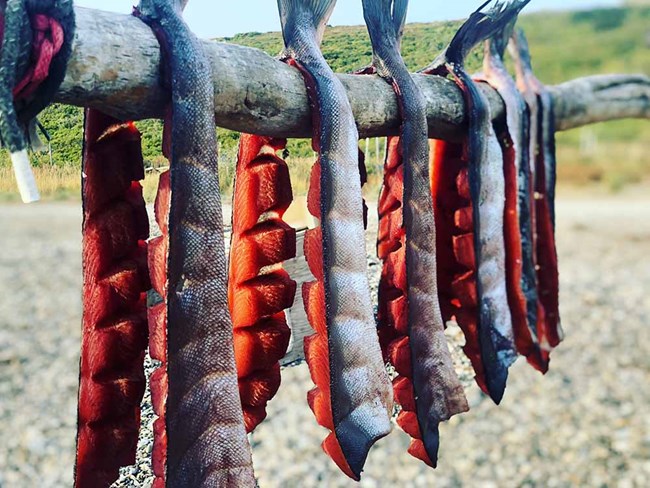 Salmon drying on a pole.
