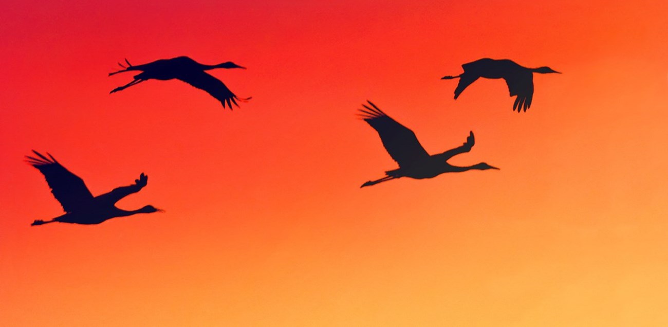 the silhouettes of four sand hill cranes flying across an orange and yellow sky