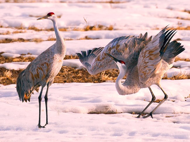 Two sandhill cranes in snow, one standing and one dancing