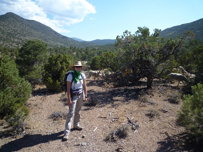 Researcher Sarah Evans doing fieldwork in the Highland Ridge Wilderness, south of Great Basin National Park in the southern Snake Range.