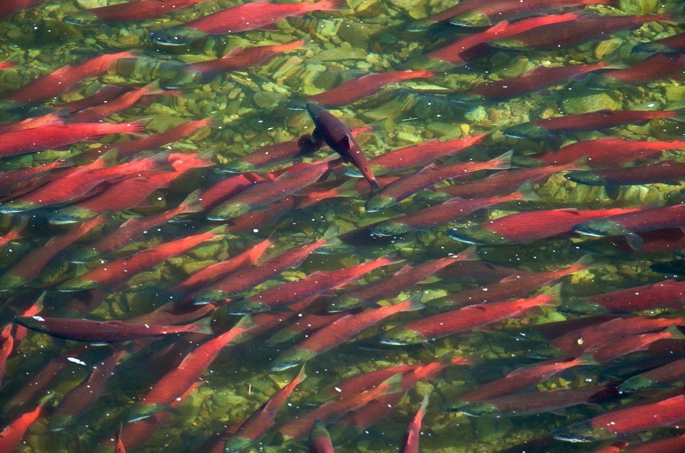 School of Sockeye Salmon A school of red sockeye salmon swimming above a rocky river floor.