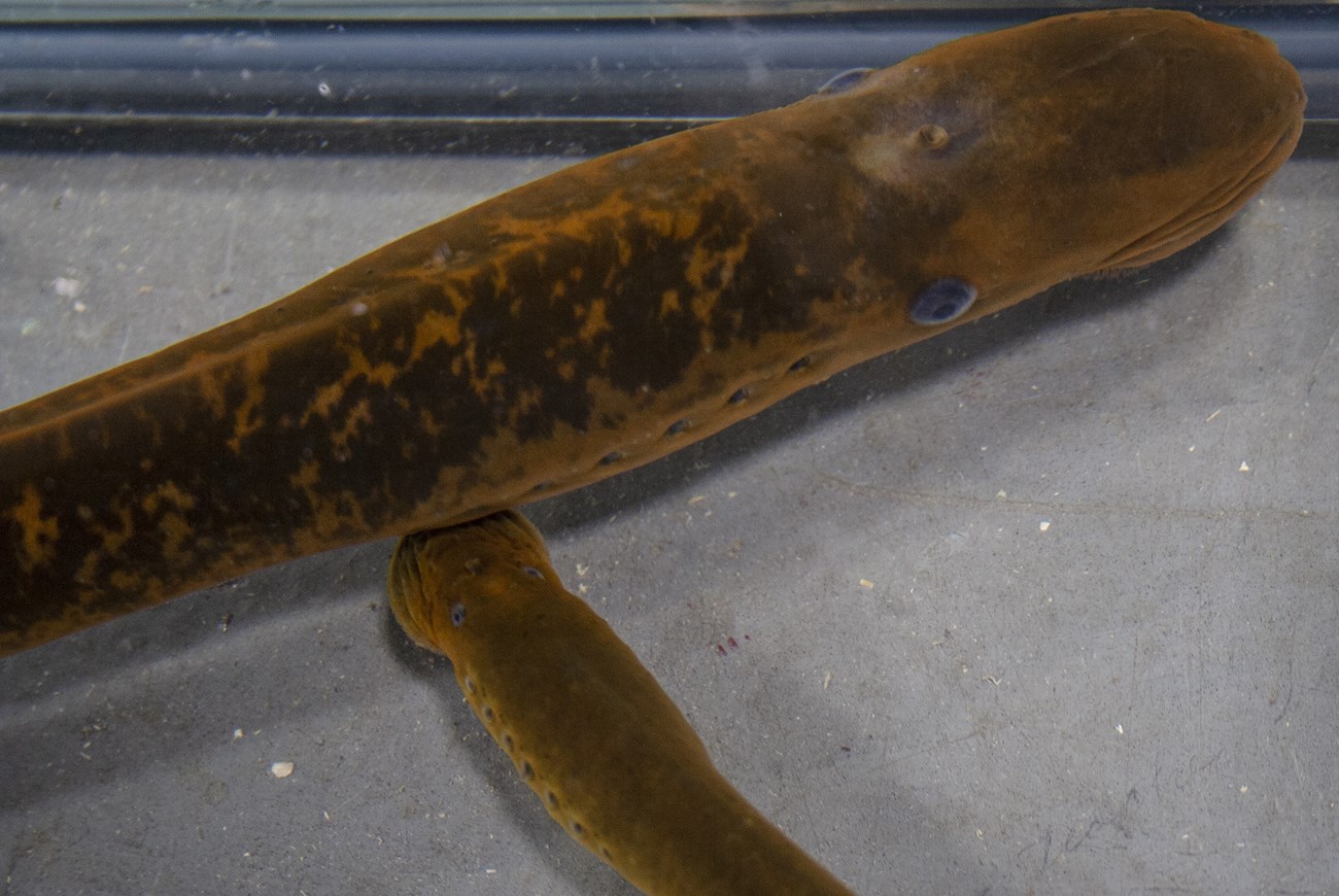 Two orange colored, finless fish.