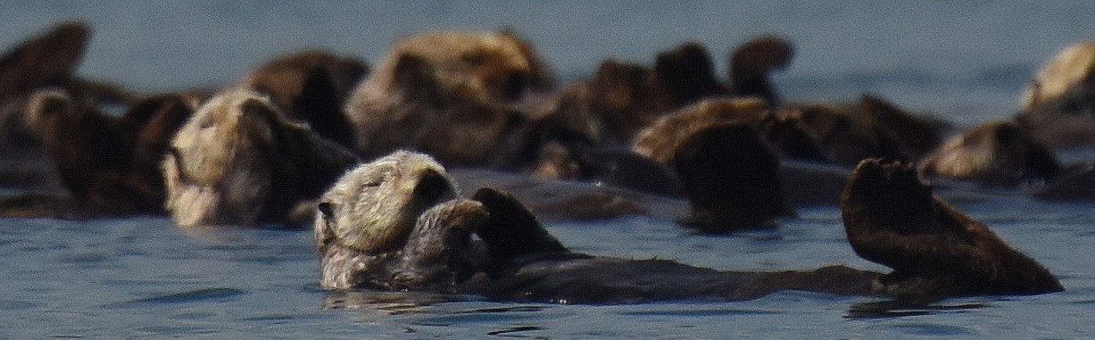Sea otters resting.